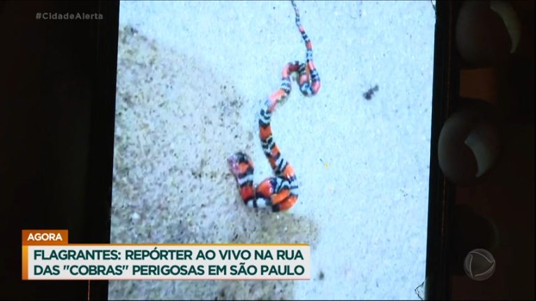 reporter-do-cidade-alerta-descobre-rua-com-cobras-venenosas-durante-cobertura