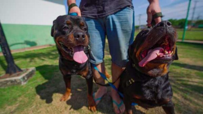 lucas-do-rio-verde-estuda-microchipagem-gratuita-de-caes-e-gatos