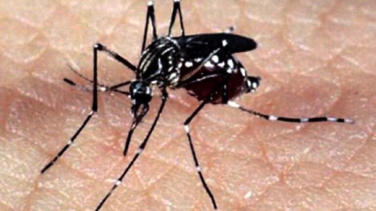 goias-e-estado-com-mais-municipios-que-vao-receber-a-vacina-contra-a-dengue-no-pais