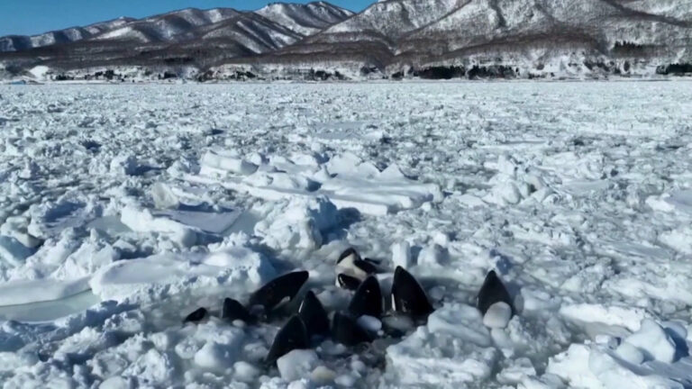 grupo-de-orcas-se-enrosca-em-placas-de-gelo-e-‘trava-batalha’-para-respirar-e-sobreviver-no-japao