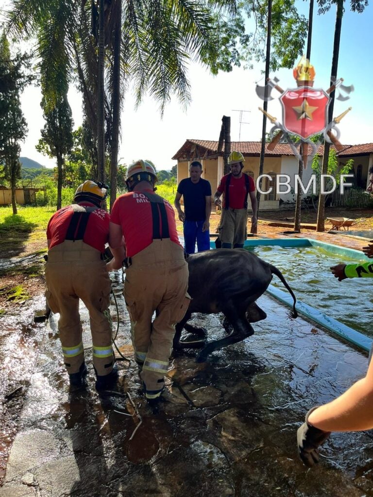 bombeiros-resgatam-bezerro-de-piscina-em-planaltina