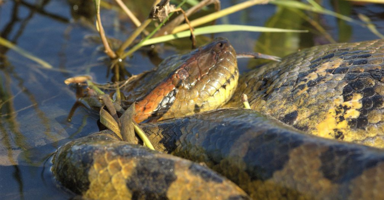 nova-especie-de-cobra-e-encontrada-com-ajuda-de-will-smith