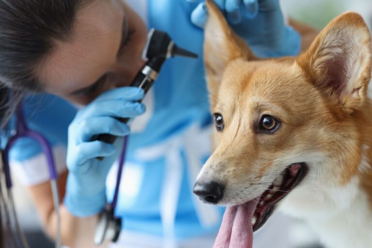 quais-racas-de-cachorro-vivem-mais?-ciencia-ja-tem-a-resposta