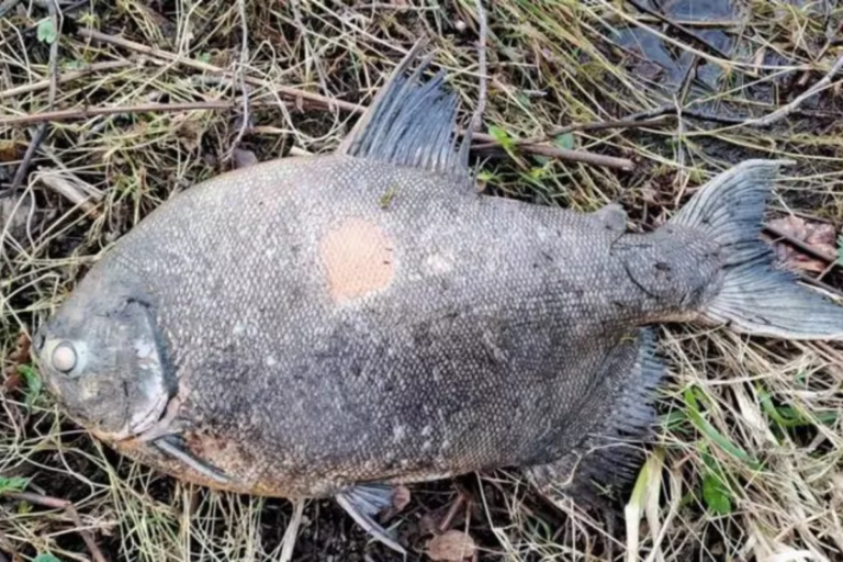 peixe-brasileiro-‘invade’-lago-na-irlanda-e-causa-espanto