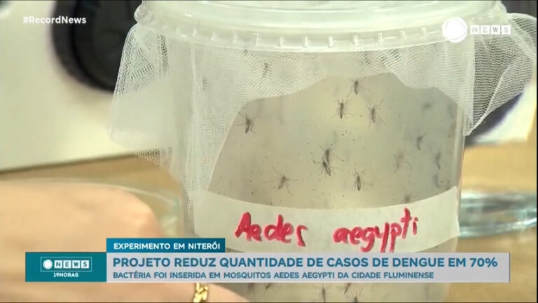 bacteria-inserida-em-mosquitos-da-dengue-reduzem-casos-em-ate-70%