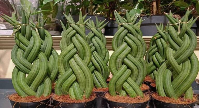 descubra-a-beleza-exotica-da-lanca-de-ogum-(sansevieria-cylindrica)-em-seu-jardim