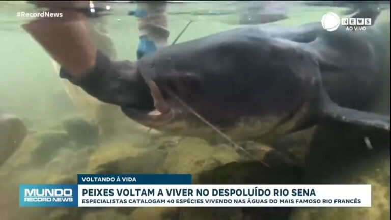 peixes-voltam-a-viver-no-rio-sena-apos-despoluicao-para-as-olimpiadas