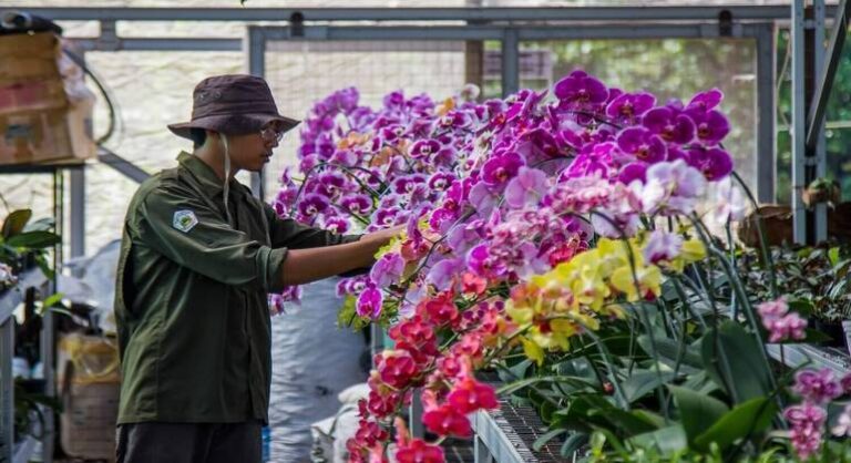 descubra-a-beleza-das-orquideas-terrestres