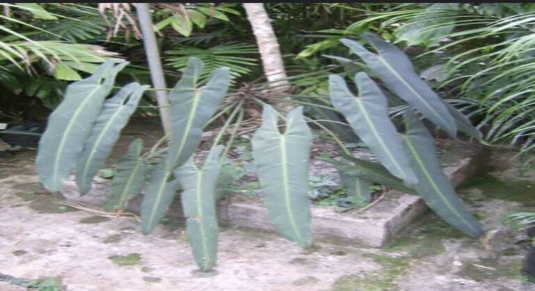 descubra-a-preciosidade-da-flora-brasileira:-philodendron-spiritus-sancti